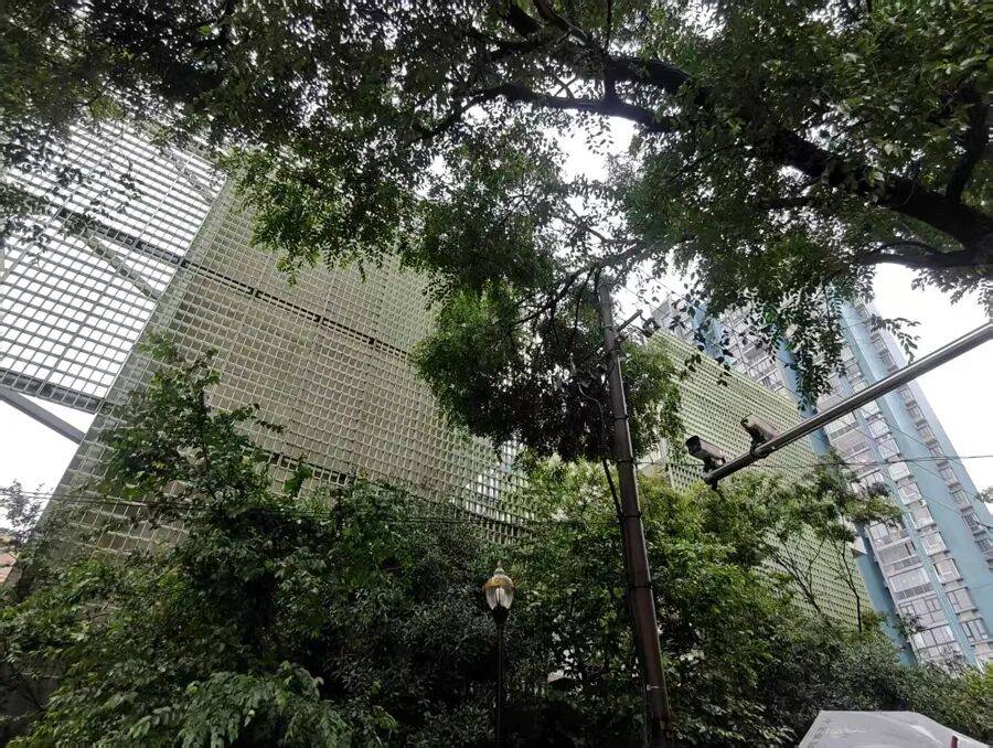 上海市中心突发！大风大雨，一棵10米高的老槐树，压在1万伏高压线上，旁边就是敬老院
