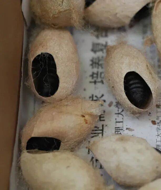 北京再放4亿只“昆虫援军”，迎战近期高发的美国白蛾